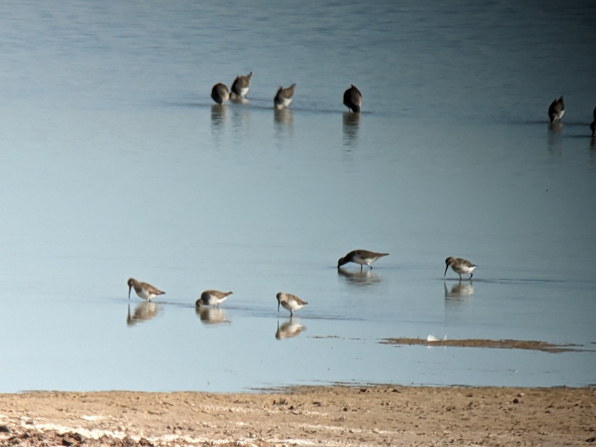 Dunlin - ML527063911