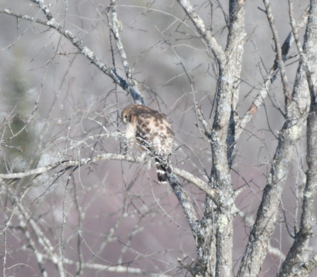 Red-shouldered Hawk - ML527064381