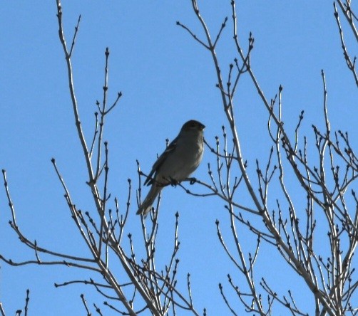 Pine Grosbeak - ML527064511