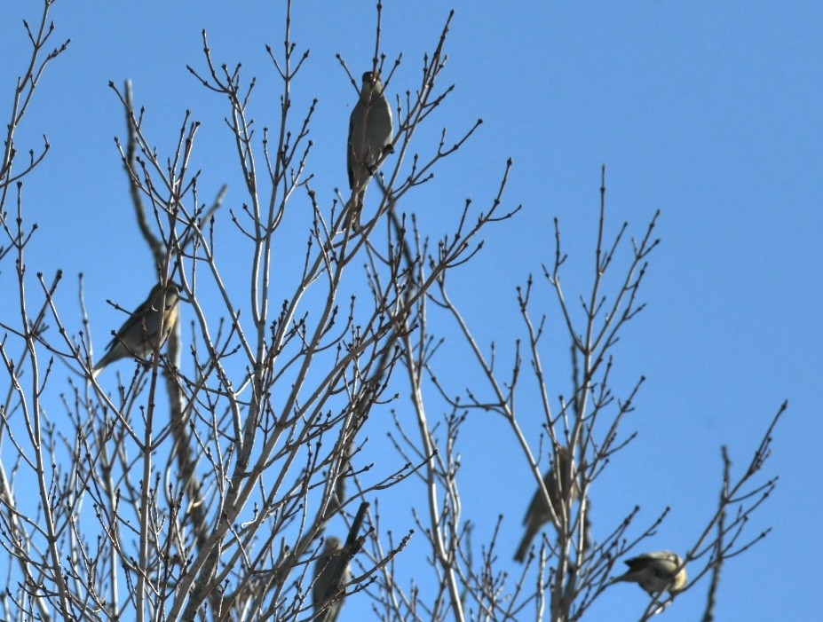 Pine Grosbeak - ML527064521