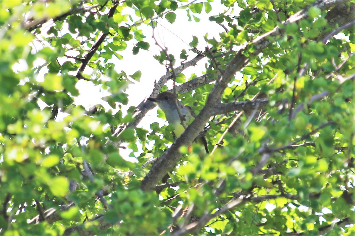 Brown-crested Flycatcher - ML527065841