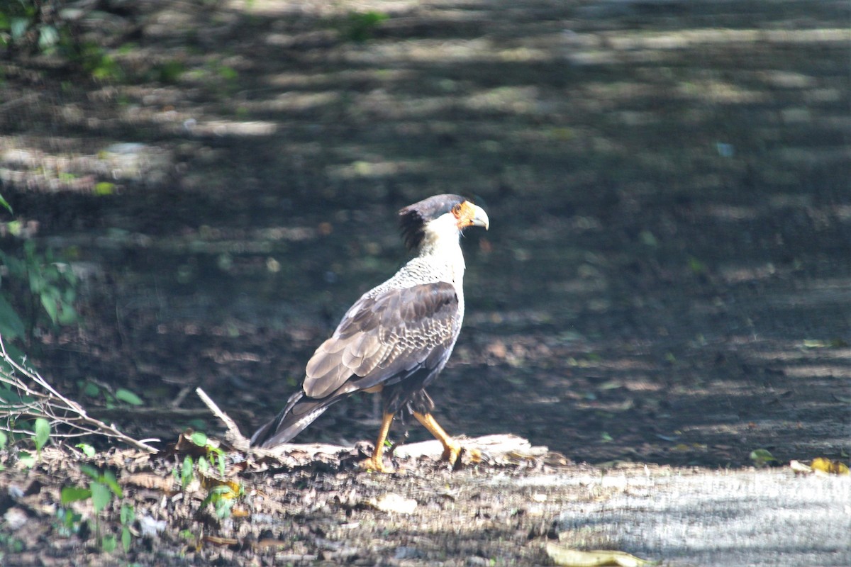 Crested Caracara - ML527065911