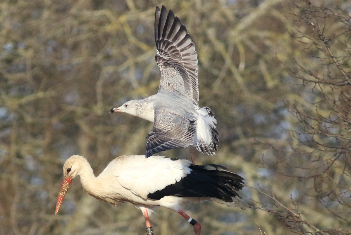 Caspian Gull - Daniel Melchert