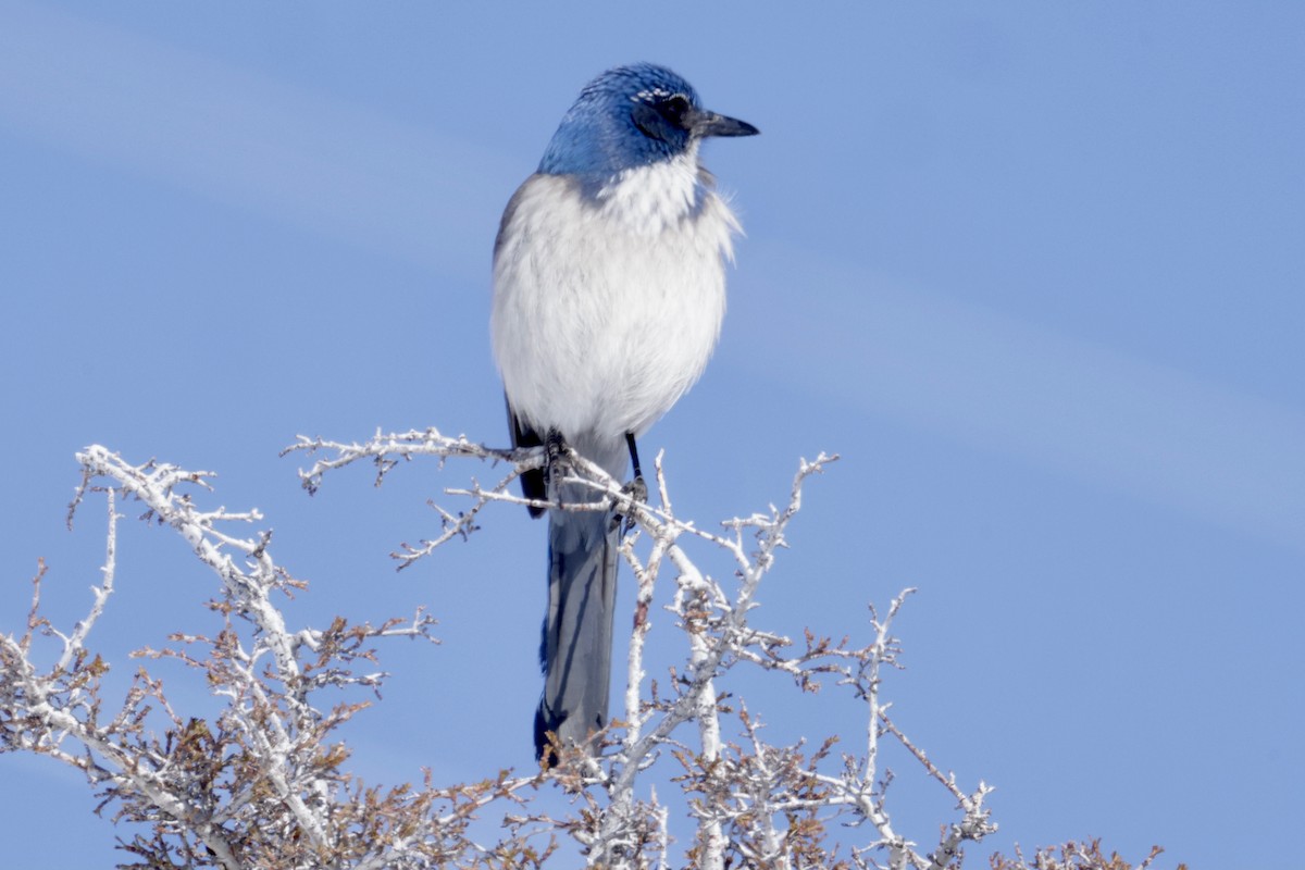 California Scrub-Jay - ML527066961