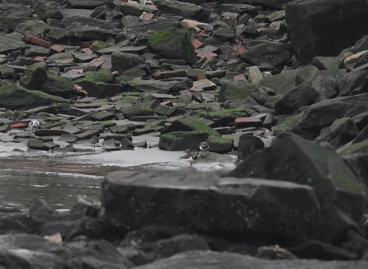 Ruddy Turnstone - ML527067151