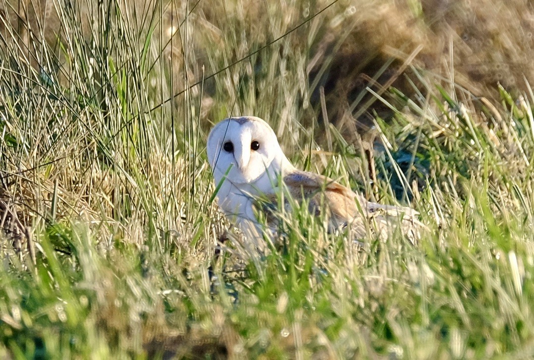 Barn Owl - Mike Martin