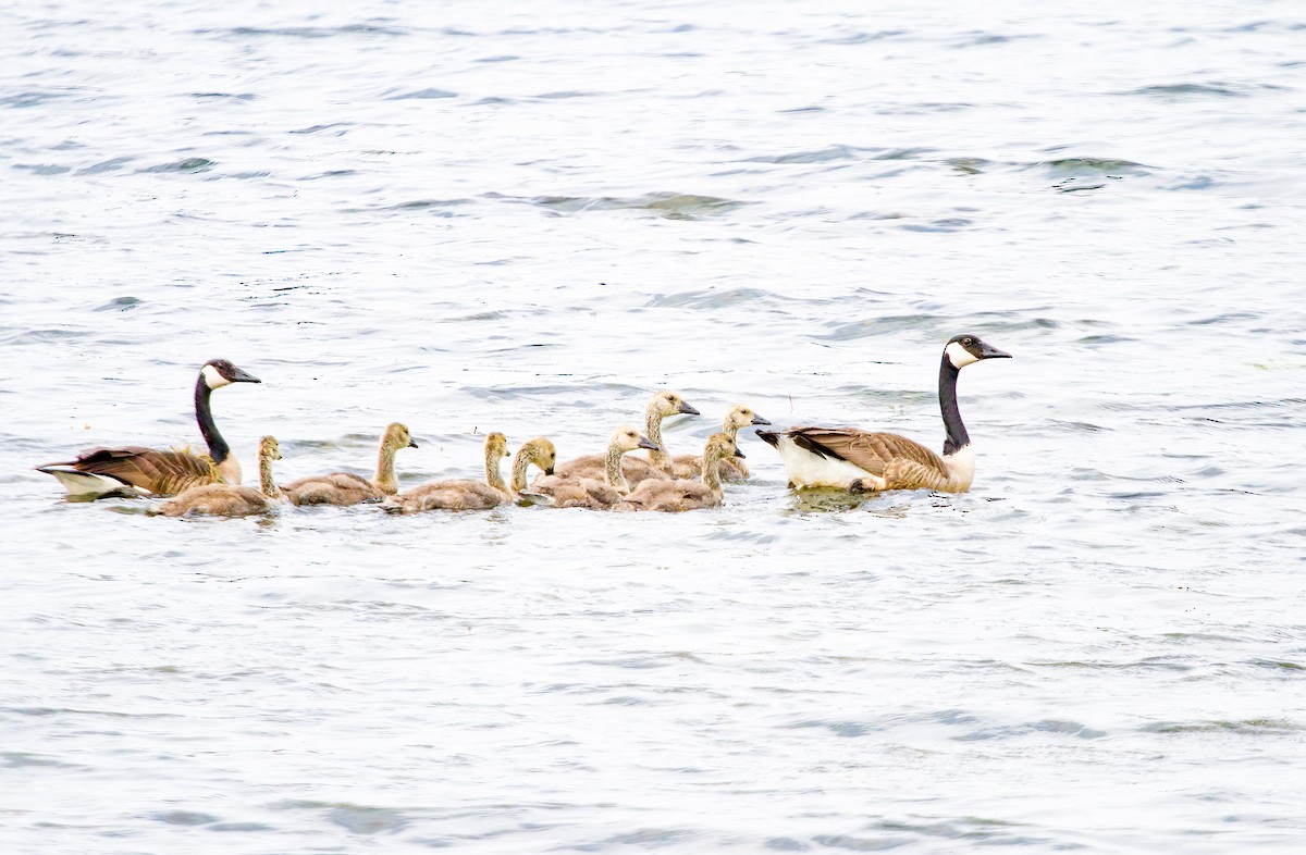 Canada Goose - Chuck Heikkinen