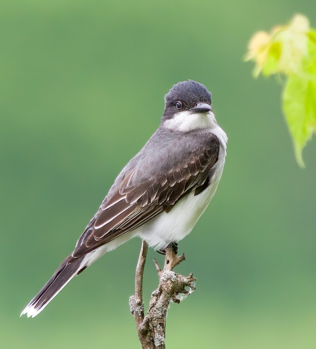 Eastern Kingbird - Chuck Heikkinen