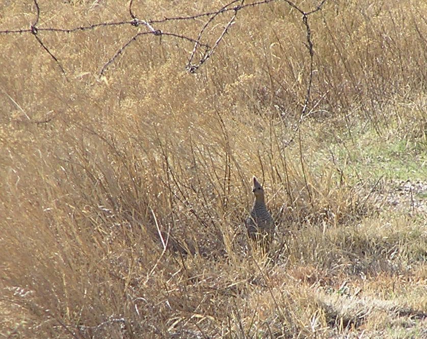 Scaled Quail - ML527068631