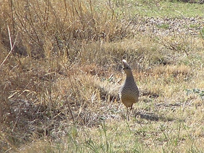 Scaled Quail - Laurie Koepke