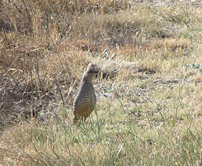 Scaled Quail - Laurie Koepke