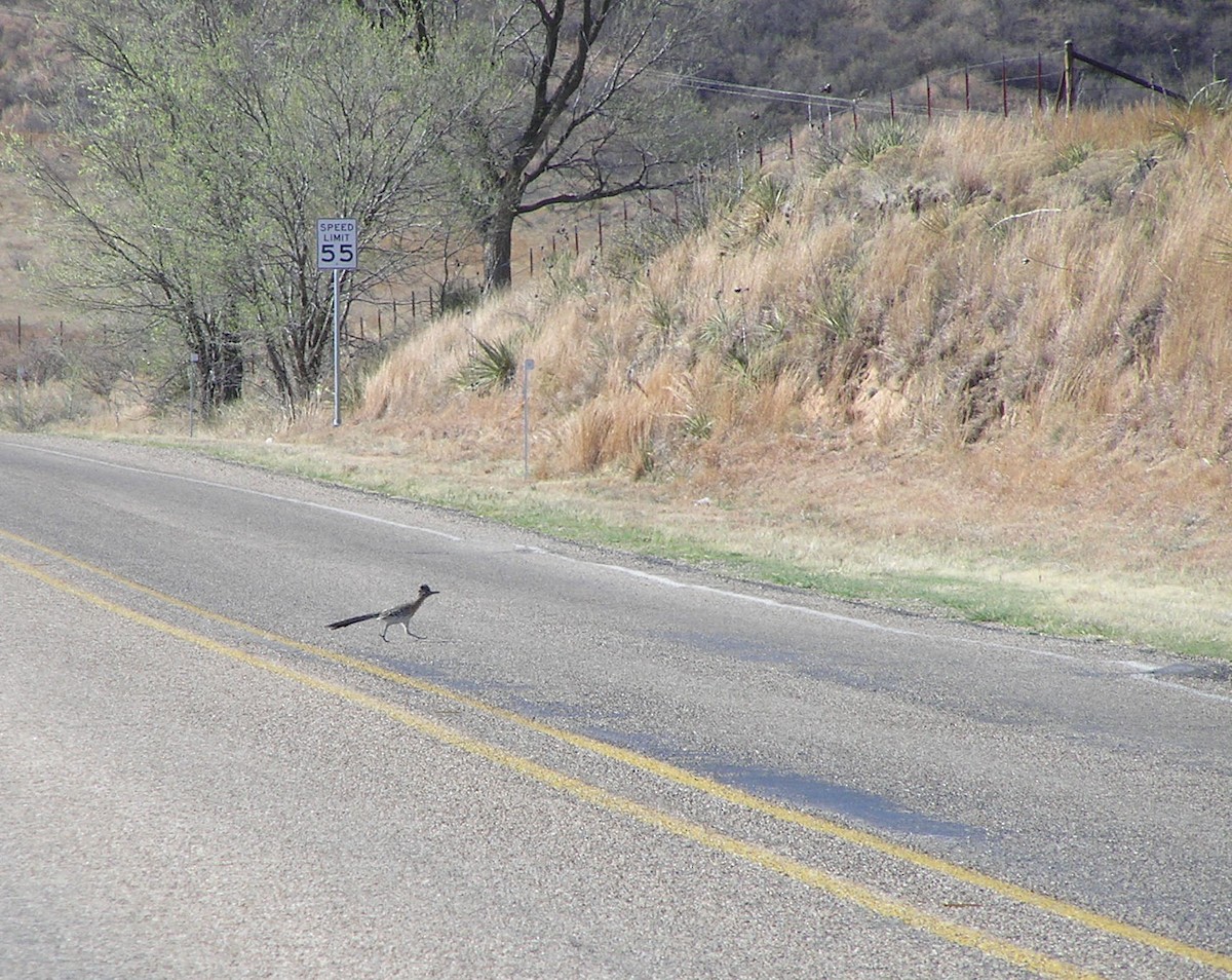 Greater Roadrunner - ML527069321