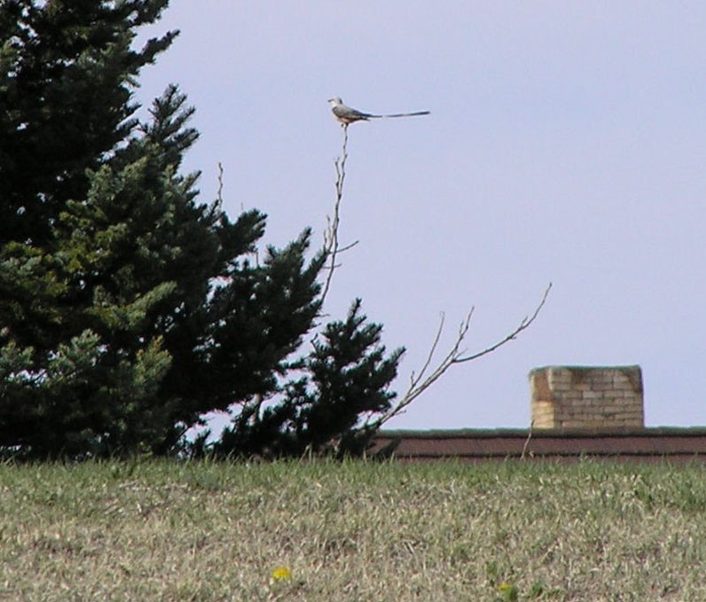 Scissor-tailed Flycatcher - ML527070591