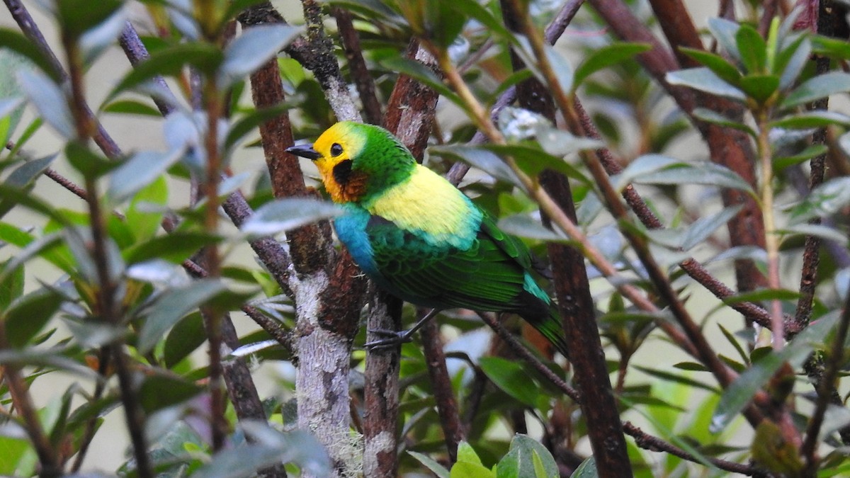 Multicolored Tanager - Julio Delgado www.piculetbirding.com