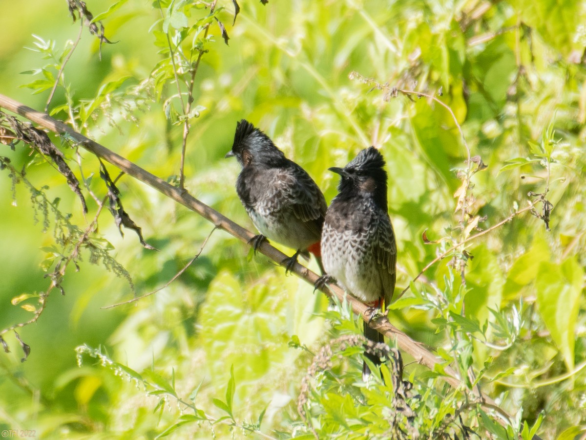Red-vented Bulbul - ML527070941