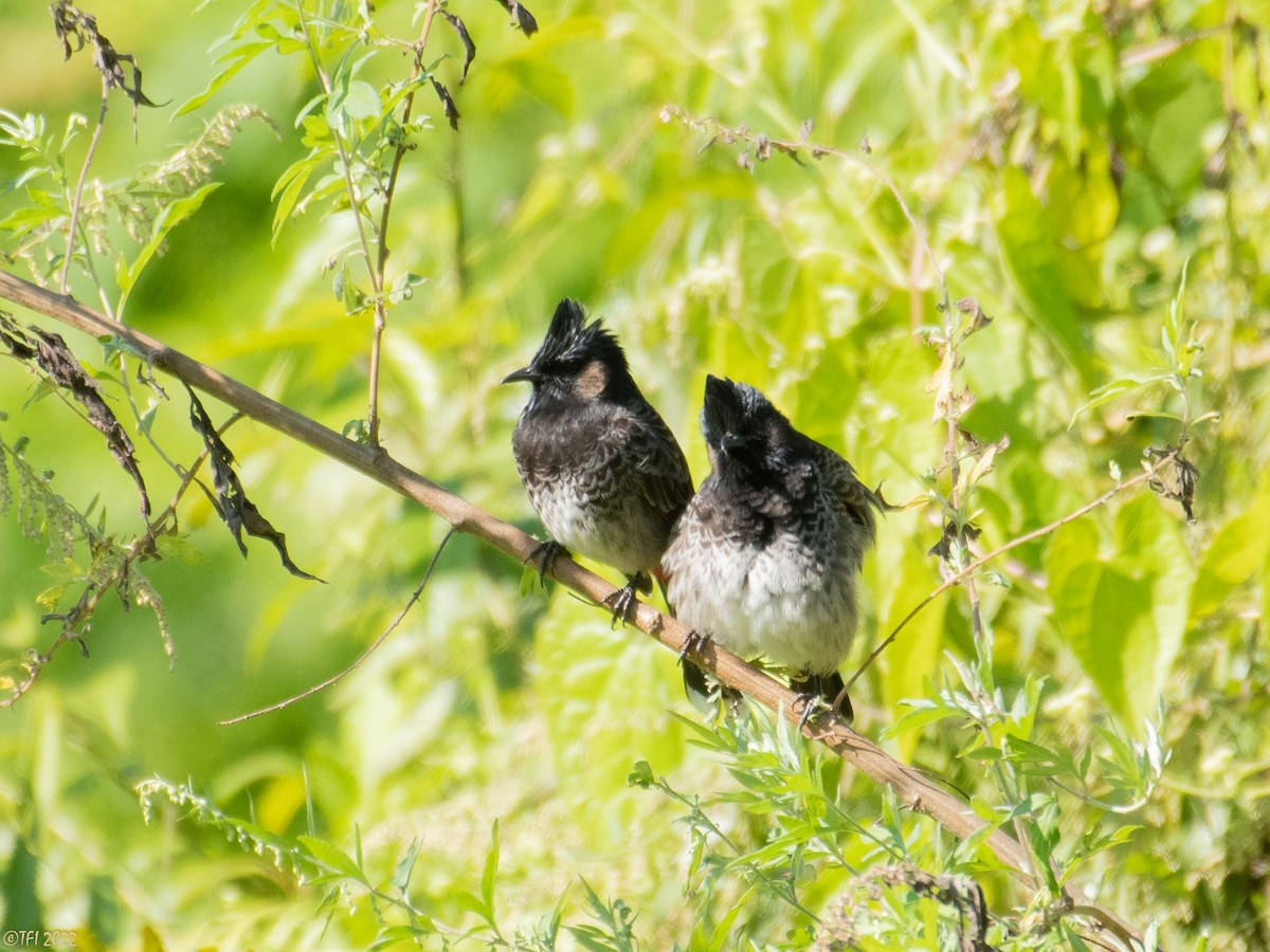 Red-vented Bulbul - ML527070951