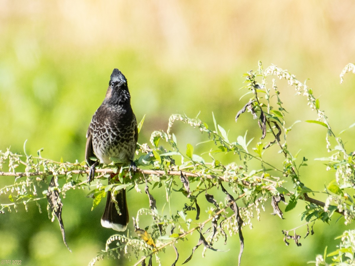 Red-vented Bulbul - ML527070971