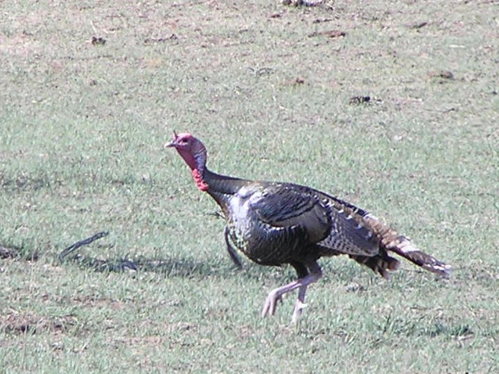 Wild Turkey - ML527071081