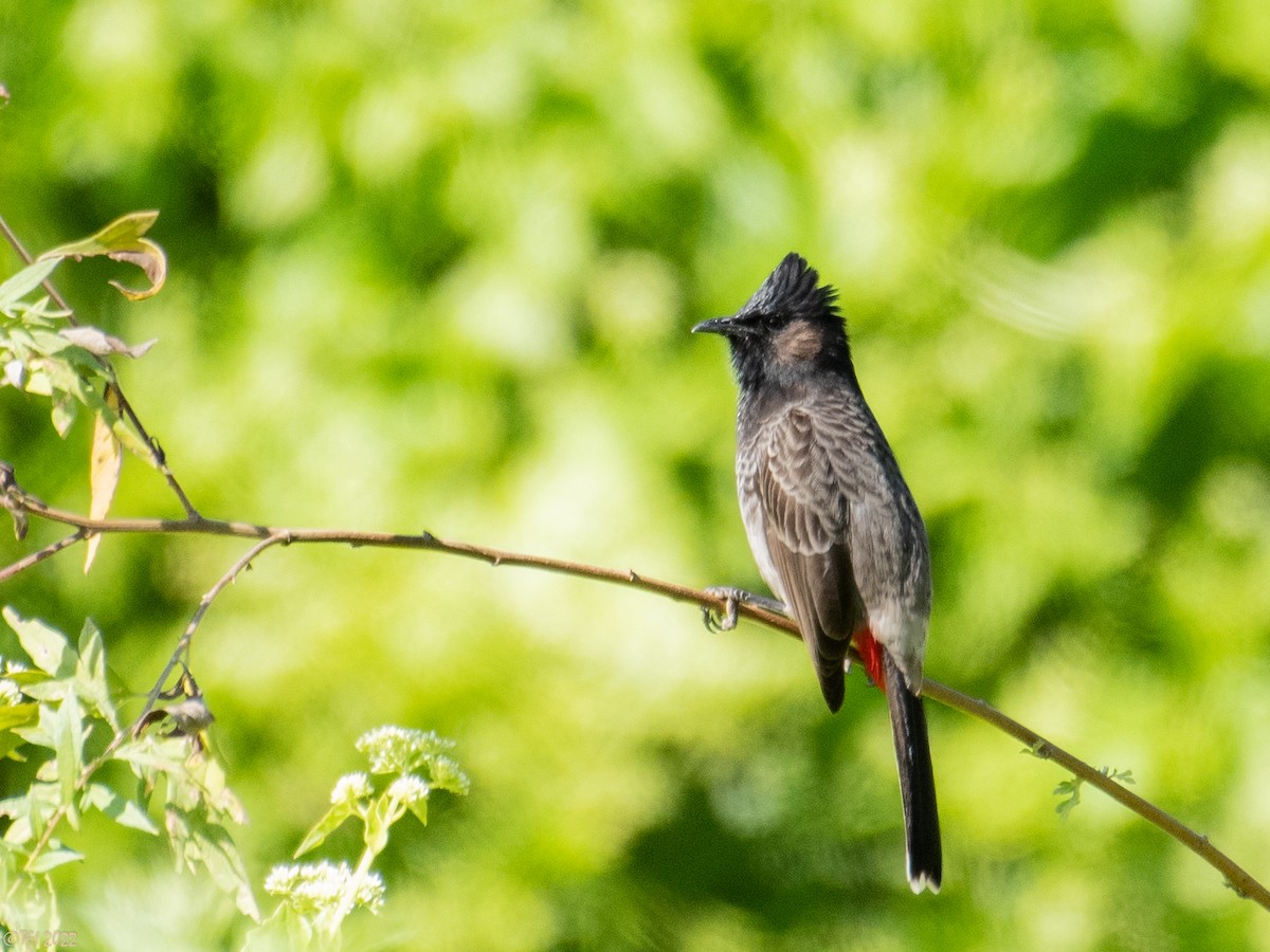 Red-vented Bulbul - ML527071091