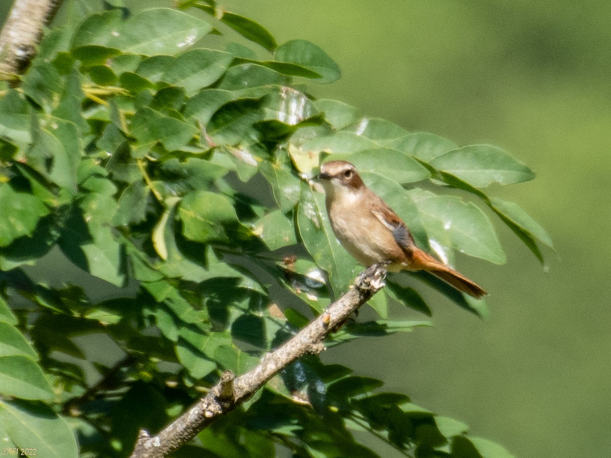 Gray Bushchat - ML527073111