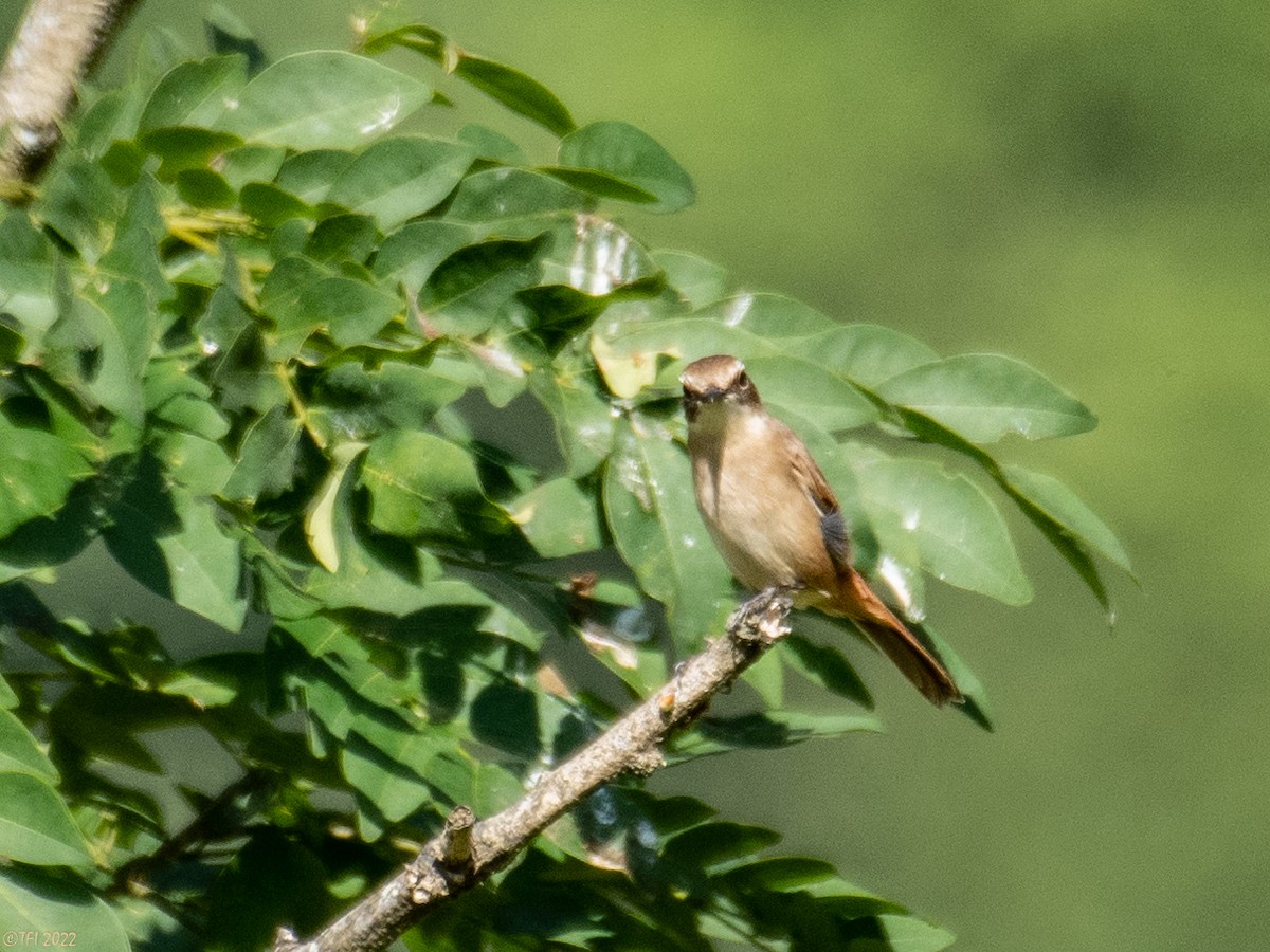 Gray Bushchat - ML527073131