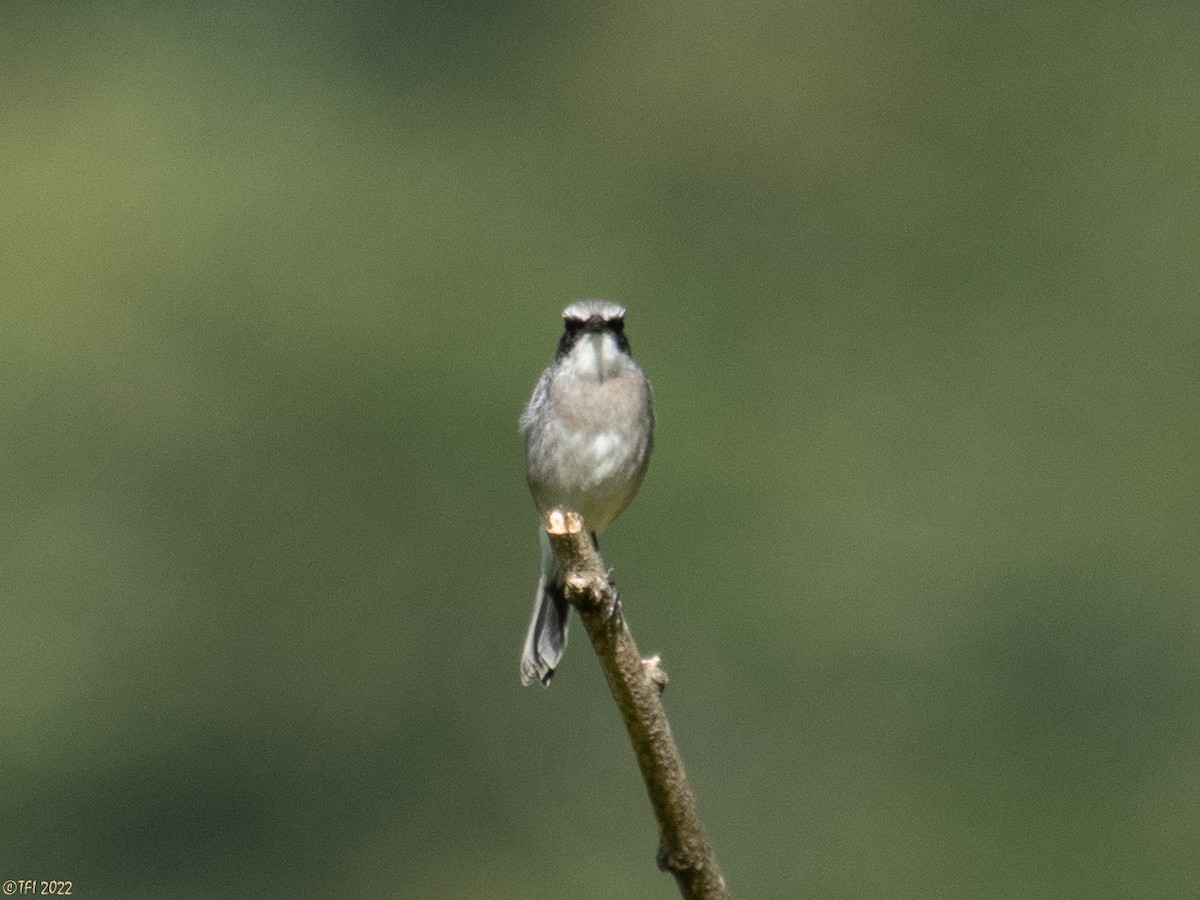 Gray Bushchat - ML527073151