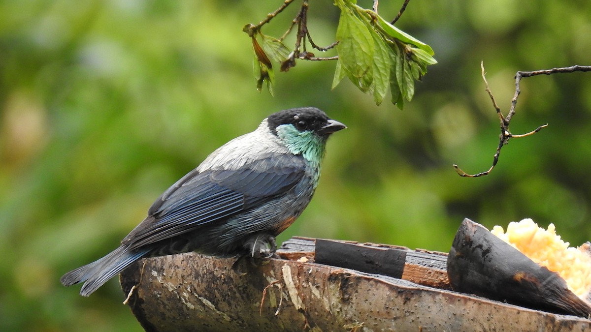 Black-capped Tanager - Julio Delgado www.piculetbirding.com