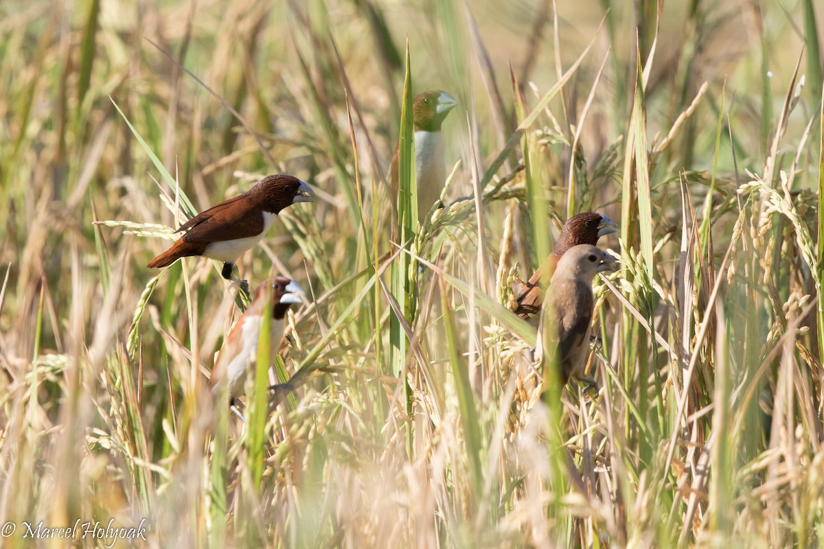 Pale-headed Munia - Marcel Holyoak