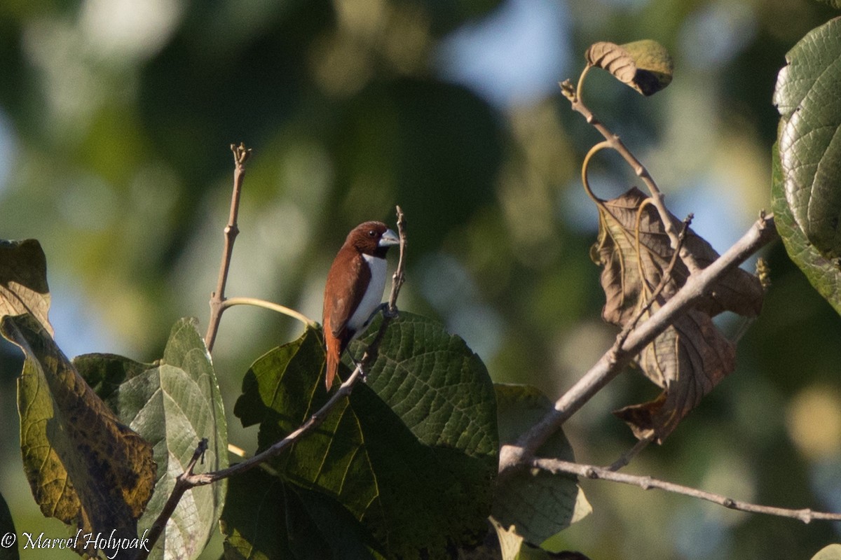 Five-colored Munia - Marcel Holyoak