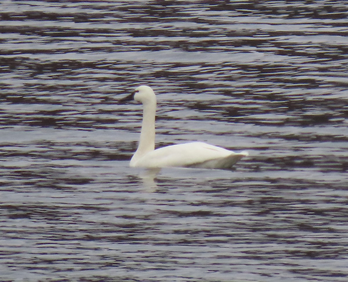 Tundra Swan - ML527074041