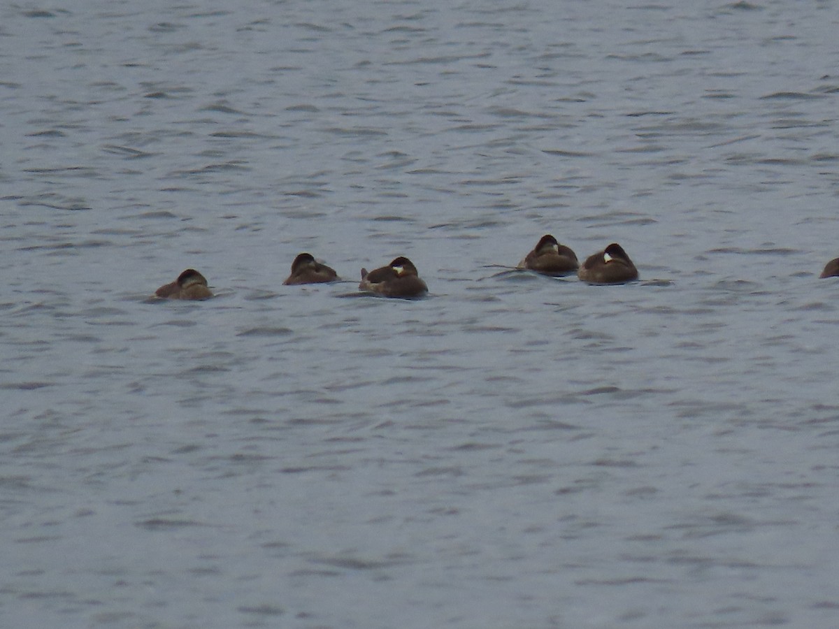 Ruddy Duck - ML527074251