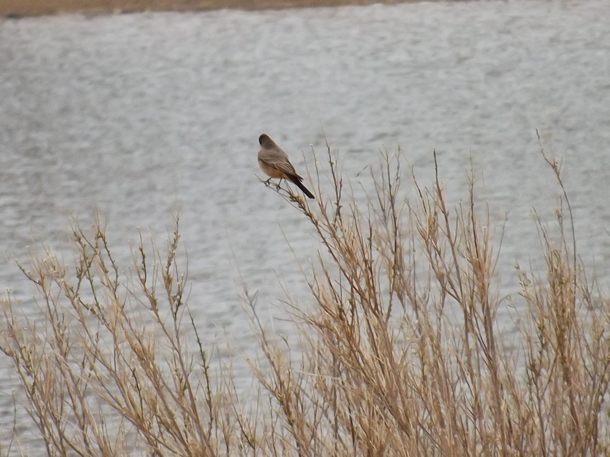 Say's Phoebe - ML52707461