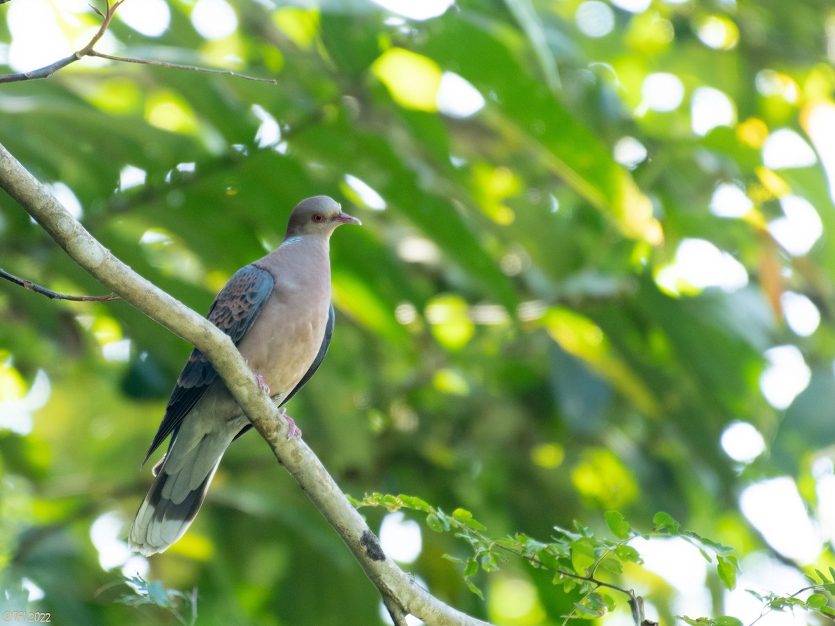 Oriental Turtle-Dove - ML527075081