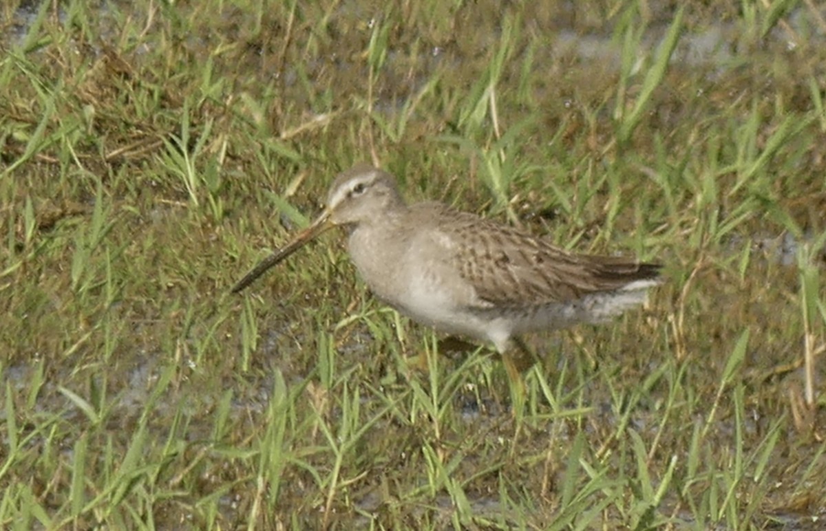 Long-billed Dowitcher - ML527075361