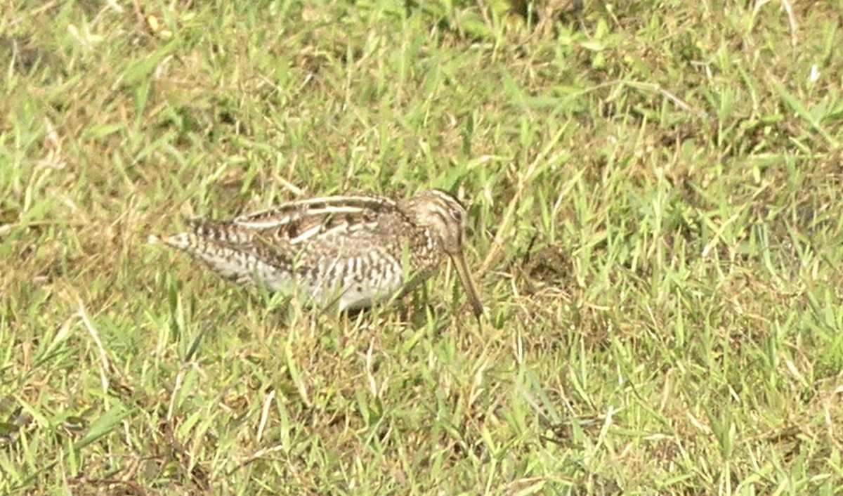 Wilson's Snipe - ML527075451