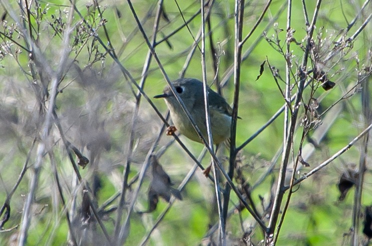 Ruby-crowned Kinglet - Carole Garrett