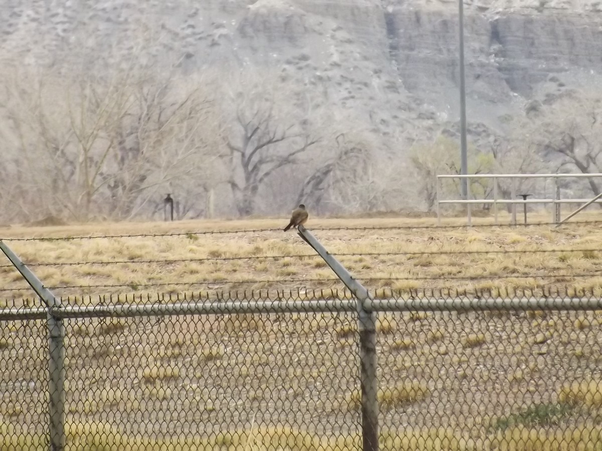 Say's Phoebe - ML52707631