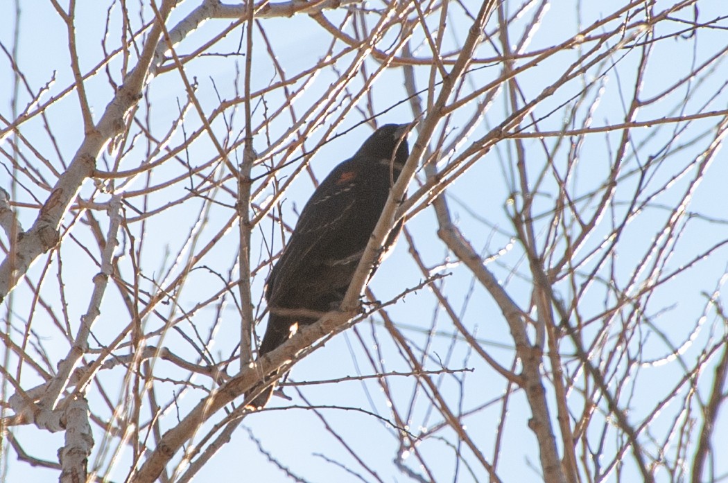 Red-winged Blackbird - ML527076731