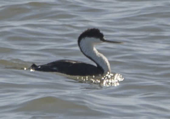 Western Grebe - ML527077211