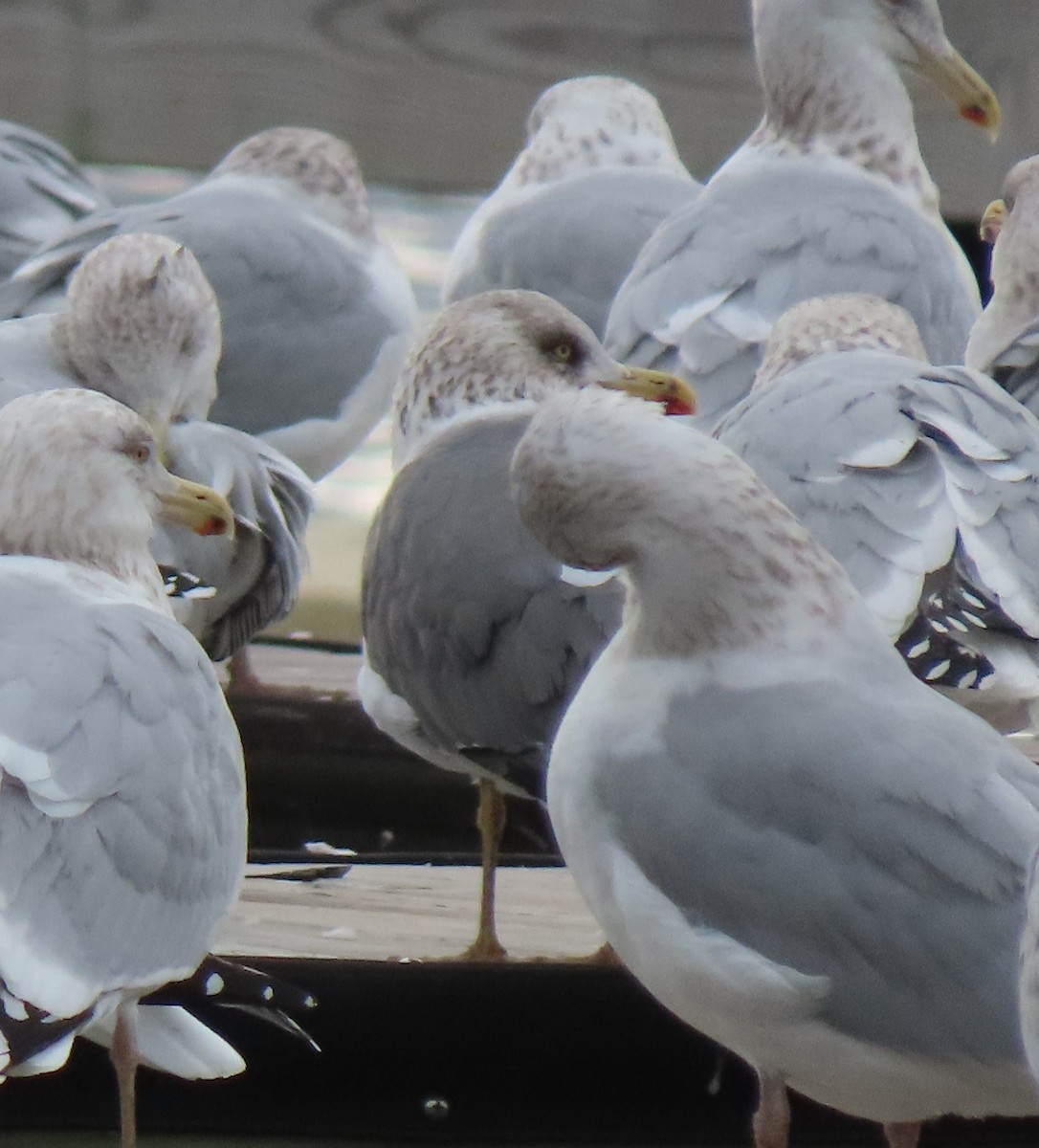 Lesser Black-backed Gull - ML527077271