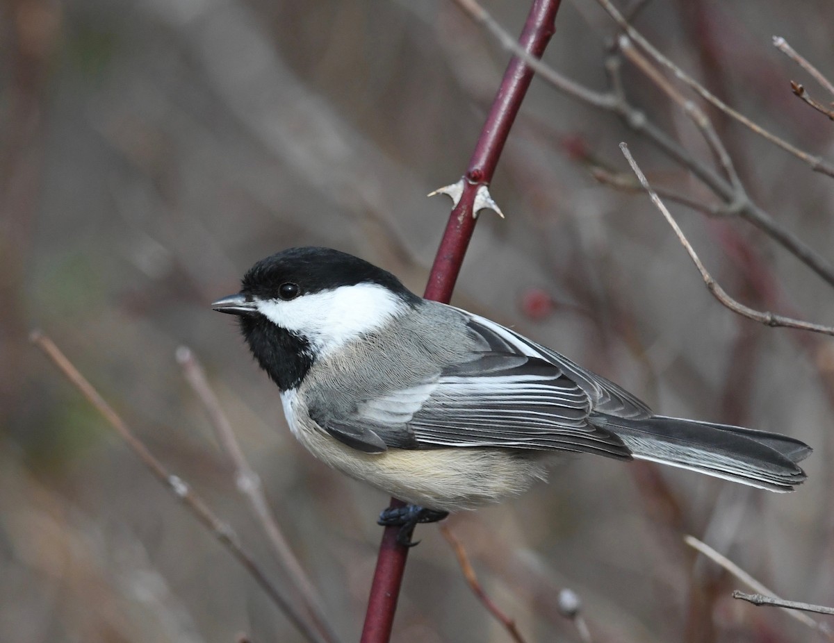 Black-capped Chickadee - ML527077521