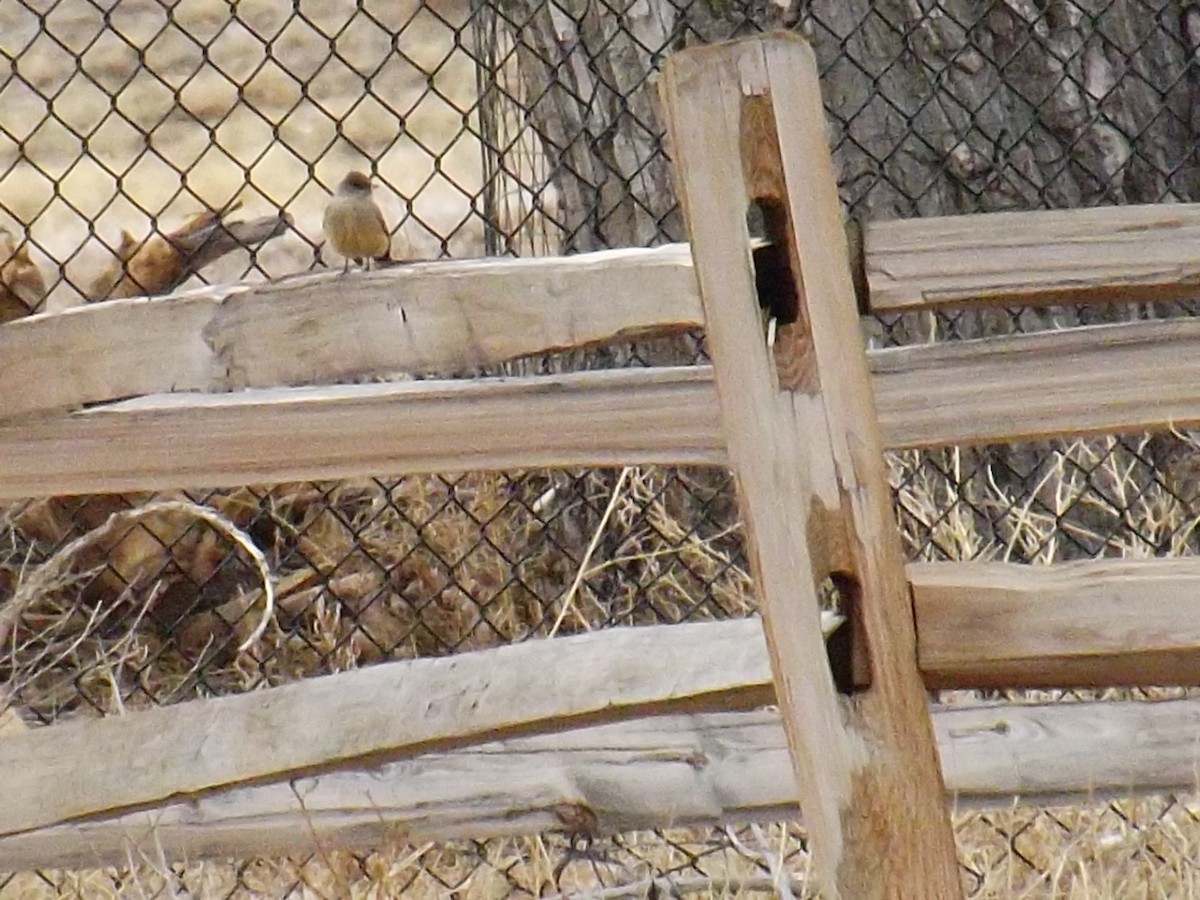 Say's Phoebe - ML52707771