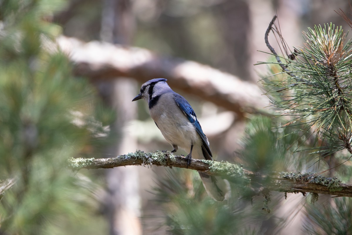 Blue Jay - ML527078731