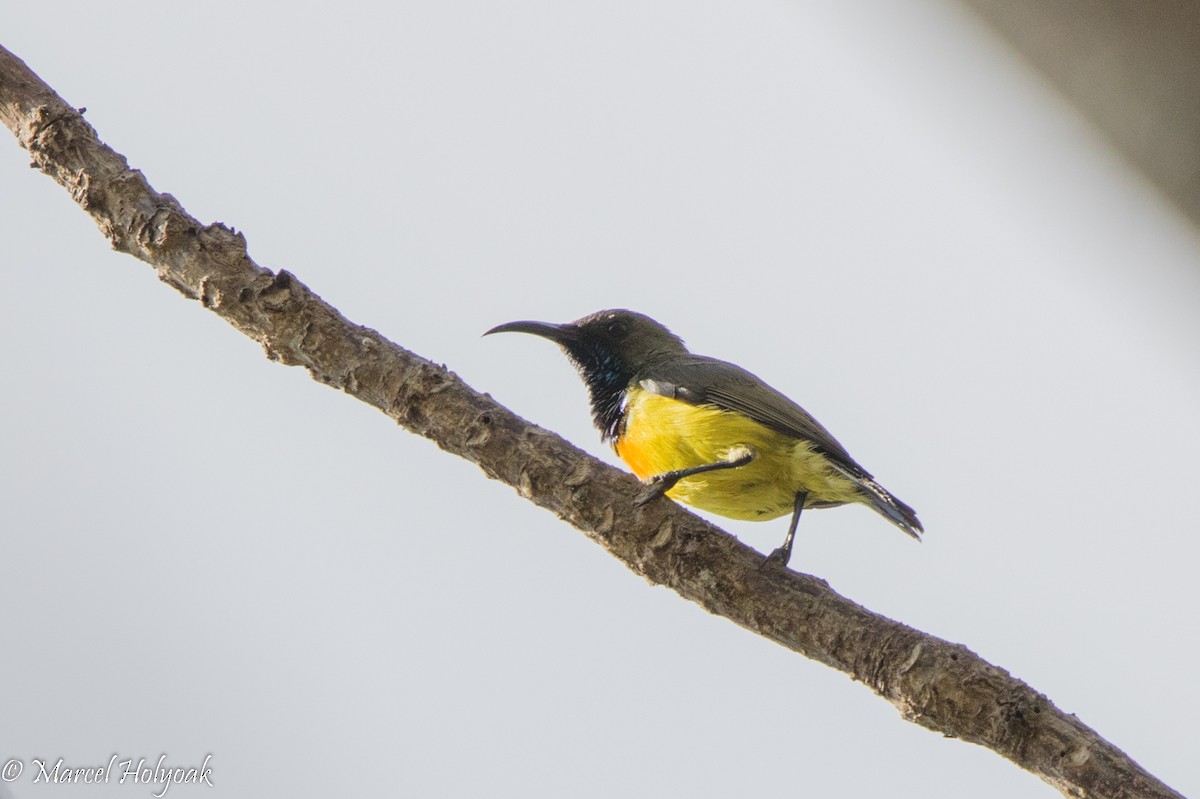 Apricot-breasted Sunbird - ML527078901