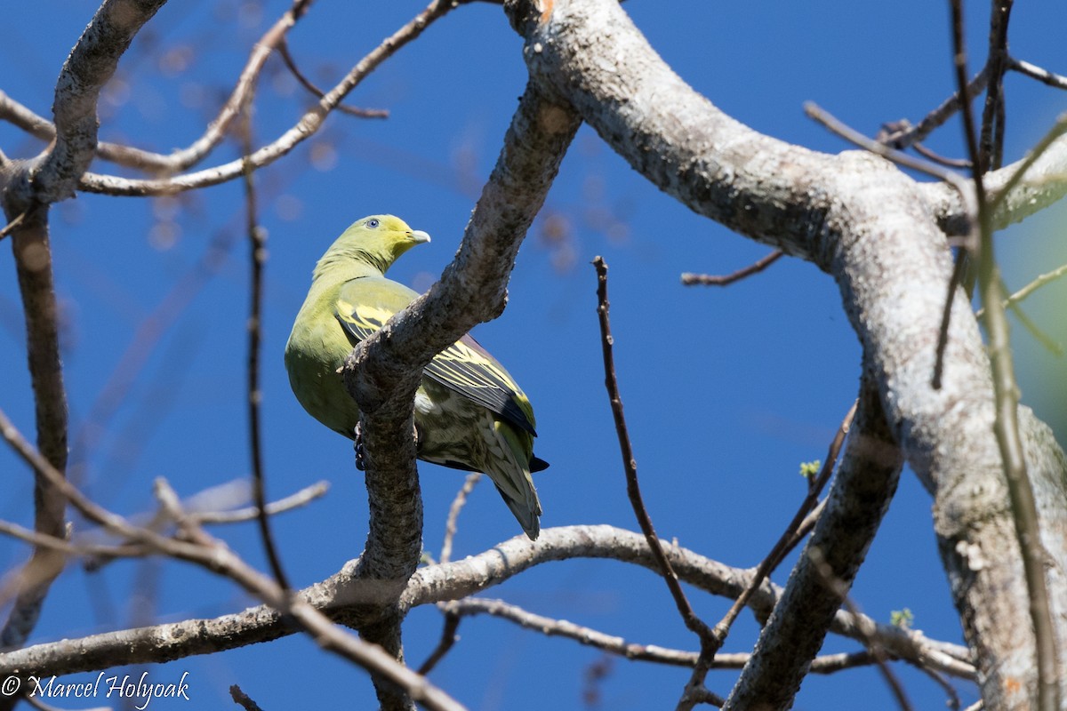 Sumba Green-Pigeon - ML527079211