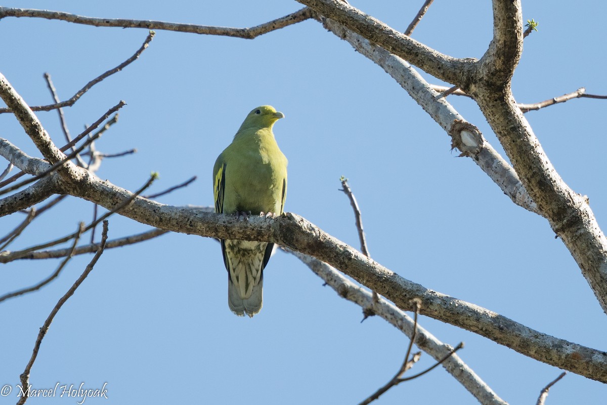 Sumba Green-Pigeon - Marcel Holyoak