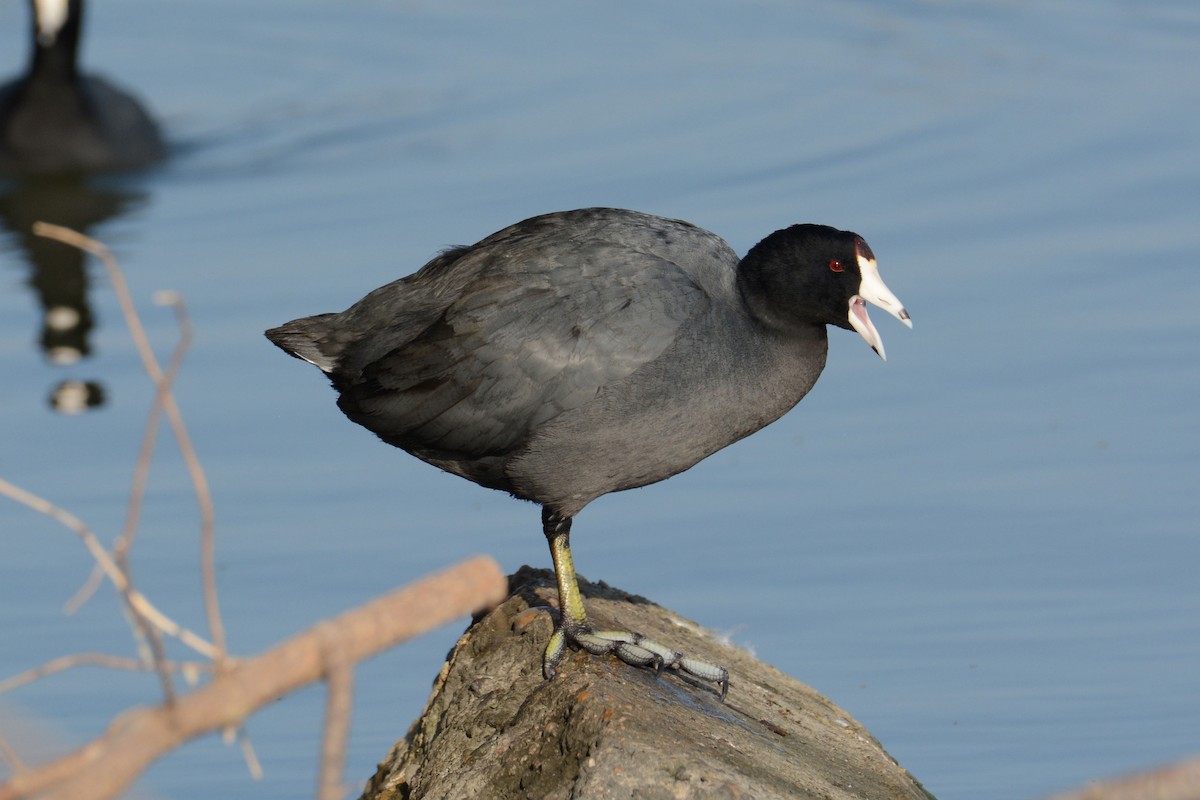 American Coot - Janet Rathjen