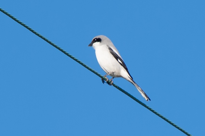 Loggerhead Shrike - ML527080601