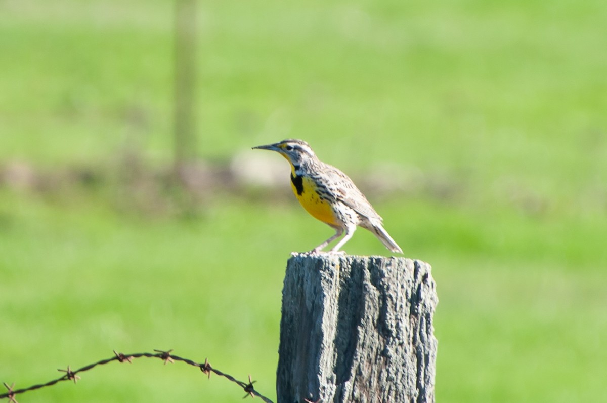 Western Meadowlark - ML527080761