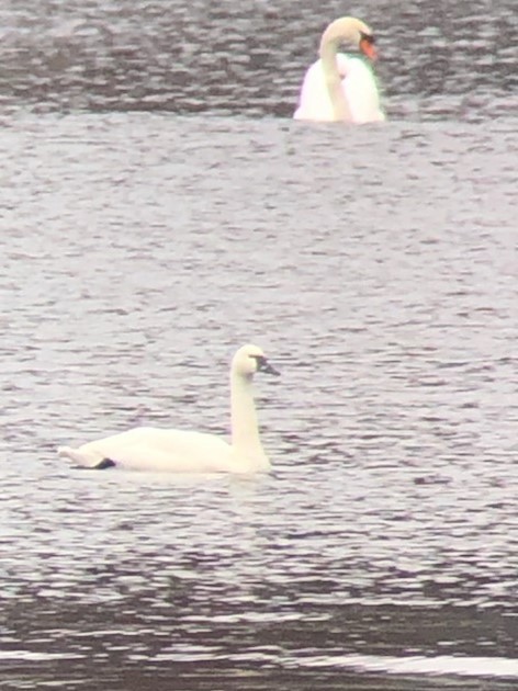 Tundra Swan - ML527081981